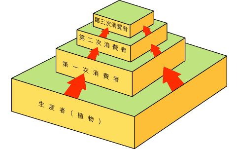 個体数のピラミッドの図