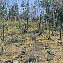 伐採した雑木林の写真