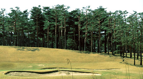 ゴルフ場内に残る松林の写真