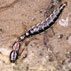ラクダムシの幼虫の写真