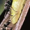 キボシアトキリゴミムシの写真