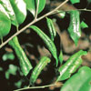 シイオナガクダアザミウマの虫こぶの写真
