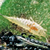 シイオナガクダアザミウマの幼虫の写真