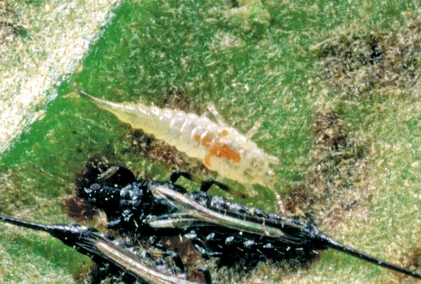 シイオナガクダアザミウマの幼虫