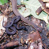 タカチホヘビの写真