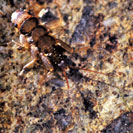カワゲラの幼虫の写真