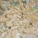 イタチの足跡の写真