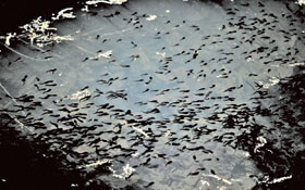 水面に群れるオタマジャクシの写真