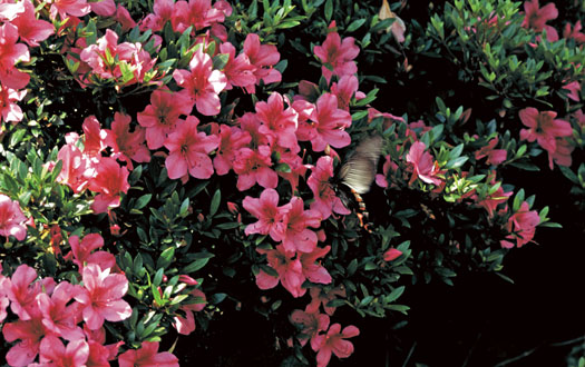 ツツジの花を訪れスクロアゲハの写真