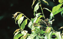 梅の木に付くドクガの幼虫の写真