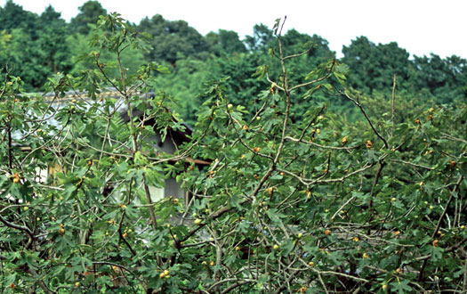 イチジクの木の写真