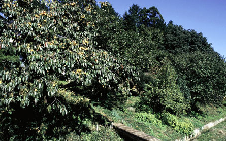 柿の木の写真