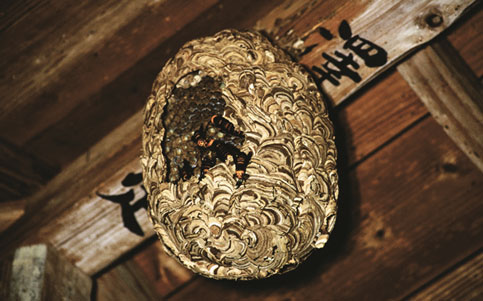 攻撃されるキイロスズメバチの巣の写真