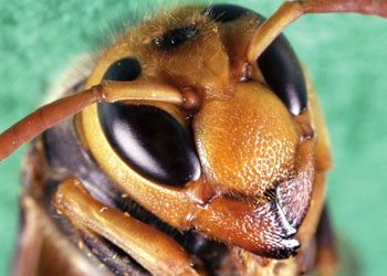 ヒメズズメバチの頭部の写真