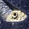 ムモントックリバチの巣の写真