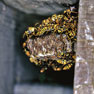 セグロアシナガバチの巣の写真