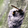 スズバチの巣の写真