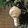 コガタスズメバチの巣の写真