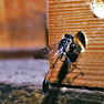 ジガバチモドキの仲間の写真