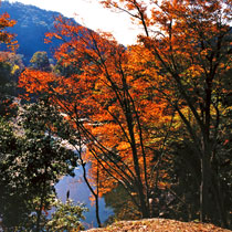 嵐山渓谷の写真