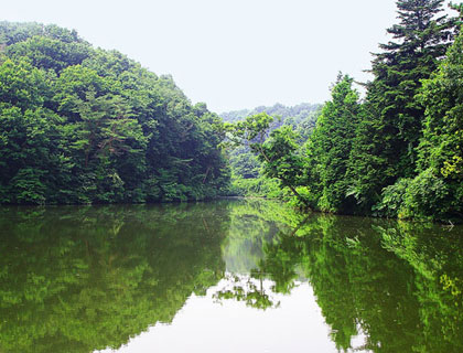 緑の木々と沼｜写真