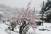 雪をかぶった梅｜写真