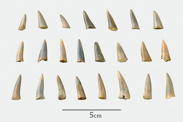 サメの歯化石