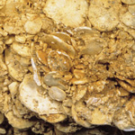 有孔虫の化石｜写真