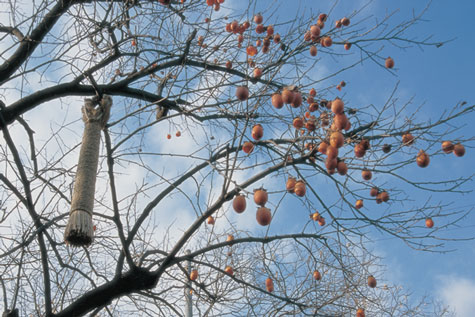 柿の木につるしたワラデッポウ｜写真